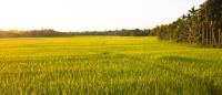 sunny rice fields